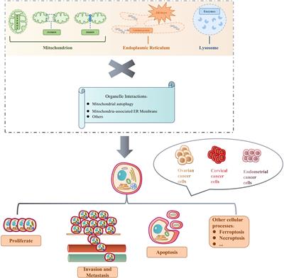 Independent organelle and organelle—organelle interactions: essential mechanisms for malignant gynecological cancer cell survival